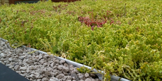 Green Roofing - a Sedum Grass Roof in Midlands